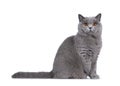 Blue female British Shorthair cat on white Royalty Free Stock Photo