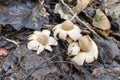 Impressive looks the Sessile Earthstar in park