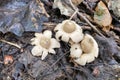 Impressive looks the Sessile Earthstar in park Royalty Free Stock Photo