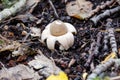 Impressive looks the Sessile Earthstar in park Royalty Free Stock Photo