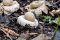 Impressive looks the Sessile Earthstar in park