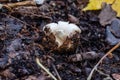 Impressive looks the Sessile Earthstar in park