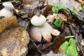 Impressive looks the Sessile Earthstar in park Royalty Free Stock Photo