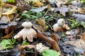 Impressive looks the Sessile Earthstar in park Royalty Free Stock Photo