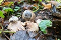 Impressive looks the Sessile Earthstar in park Royalty Free Stock Photo