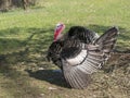 Impressive male farm turkey, free range, struts his stuff to impress the females nearby. Profile. Spring agricultural