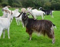 An impressive male goat with horns