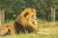 An impressive male lion sits watchfully in the grass