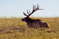 Impressive mature bull elk standing in a grassy clearing, showcasing its impressive antlers.