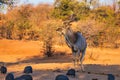 Impressive Nyala male Tragelaphus angasii standing and posing Royalty Free Stock Photo