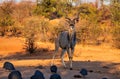 Impressive Nyala male Tragelaphus angasii standing and posing Royalty Free Stock Photo