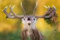 Impressive portrait of a red deer stag with bracken on antlers during rutting season in autumn Royalty Free Stock Photo