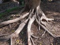 Impressive powerful tree roots stretching on the ground Royalty Free Stock Photo
