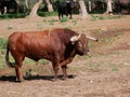 Impressive red brave bull, with twisted horns, in the middle of the field. Concept livestock, bravery, bullfighter, bullfight