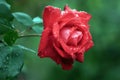 Impressive red rose and morning dew Royalty Free Stock Photo