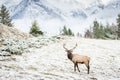 Impressive Rocky mountain bull elk walking in meadow. Royalty Free Stock Photo