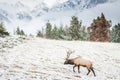 Impressive Rocky mountain bull elk walking in meadow after fresh snow fall. Royalty Free Stock Photo