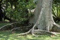 The impressive roots of a fig tree in the forest Royalty Free Stock Photo