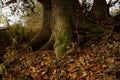 Impressive roots of a tree. Royalty Free Stock Photo