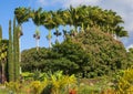 Impressive row of royal palms, Cook pine, and other vegetation on the island of Maui in the state of Hawaii.