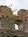 Impressive ruins, from the castle built in 1266, red brick walls, trees on the walls, Castle Brandenburg