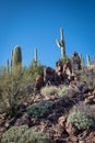 Saguaro cactus in the Desert Royalty Free Stock Photo