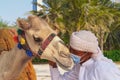 Impressive scene of kind relationship between little baby dromedary camel and lovely bedouin with medical mask due global pandemic Royalty Free Stock Photo