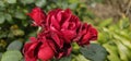 A sea of flowers made of beautiful red bright roses (pink) Royalty Free Stock Photo