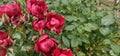 A sea of flowers made of beautiful red bright roses (pink) Royalty Free Stock Photo