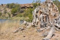 An impressive sight of the remains of a once majestic Baobab tree.Mapungubwe. Royalty Free Stock Photo
