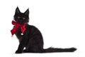 Solid black Maine Coon cat kitten on white in christmas setting Royalty Free Stock Photo