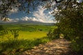 Impressive spring landscape,view with cypresses and vineyards ,Tuscany,Italy