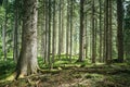 Impressive spruce trees in the forest: Relaxation, spirituality and wood therapy Royalty Free Stock Photo