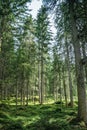 Impressive spruce trees in the forest: Relaxation, spirituality and wood therapy Royalty Free Stock Photo