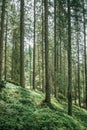 Impressive spruce trees in the forest: Relaxation, spirituality and wood therapy Royalty Free Stock Photo