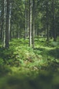 Impressive spruce trees in the forest: Relaxation, spirituality and wood therapy Royalty Free Stock Photo