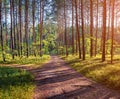 Impressive summer sunrise in spruce forest. Magic sunlight gloving trees and grass in Shatsky National Park