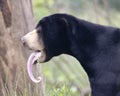 An Impressive Sun Bear Tongue, Helarctos malayanus Royalty Free Stock Photo