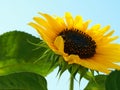 Impressive Sunflower Picture with hidden Bumblebee