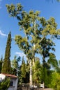 An impressive, tall plane tree growing in Athens