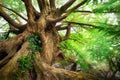 Impressive tree trunk Royalty Free Stock Photo