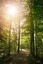 Impressive trees in the forest. Fresh green leaves and sunshine, springtime. Bottom view