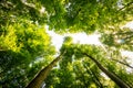 Impressive trees in the forest. Fresh green, spring time. Bottom view