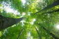 Impressive trees in the forest. Fresh green, spring time. Bottom view