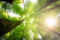 Impressive trees in the forest. Fresh green, spring time. Bottom view