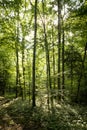 Impressive trees in the forest. Fresh green, springtime. Bottom view