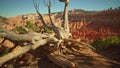 Impressive trunk at Sunset Point at Bryce Canyon