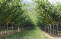 Impressive vineyard grape growing and wine production Royalty Free Stock Photo