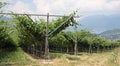 Impressive vineyard grape growing and wine production Royalty Free Stock Photo