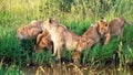 Impressive wild lions in the wilds of Africa in Masai Mara